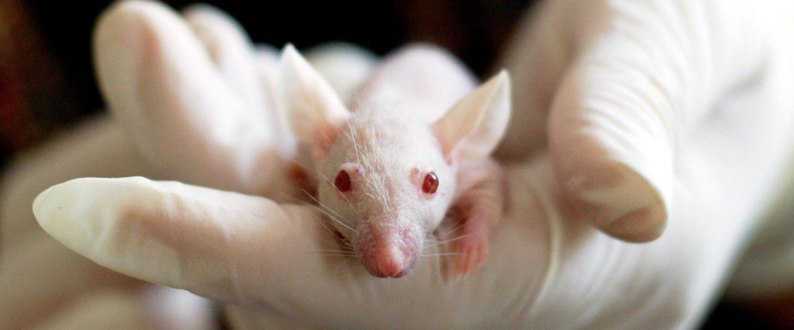 실험쥐