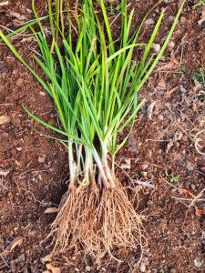 국산 ‘삼채’, 치매 개선 효과 ‘탁월’